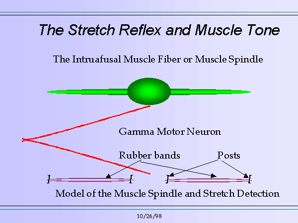 The Stretch Reflex And Muscle Tone